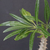 P.グラキリス（実生）390