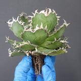 【ベアルート】アガベ フィリグリー EC1051