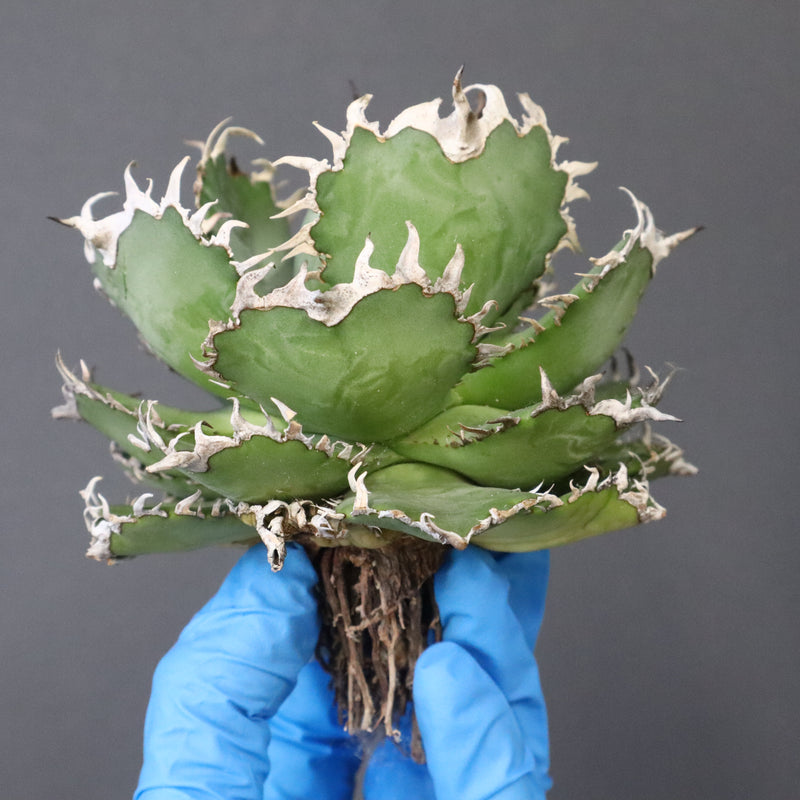 【ベアルート】アガベ フィリグリー EC1051