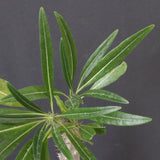 P.グラキリス（実生）390