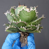 【ベアルート】アガベ フィリグリー EC1051