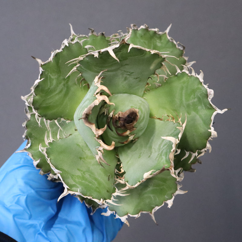 【ベアルート】アガベ フィリグリー EC1051