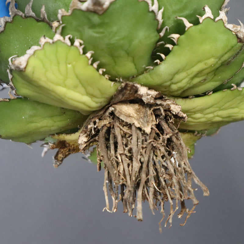 【ベアルート】アガベ フィリグリー EC1051