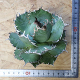 【ベアルート】アガベ フィリグリー EC1051