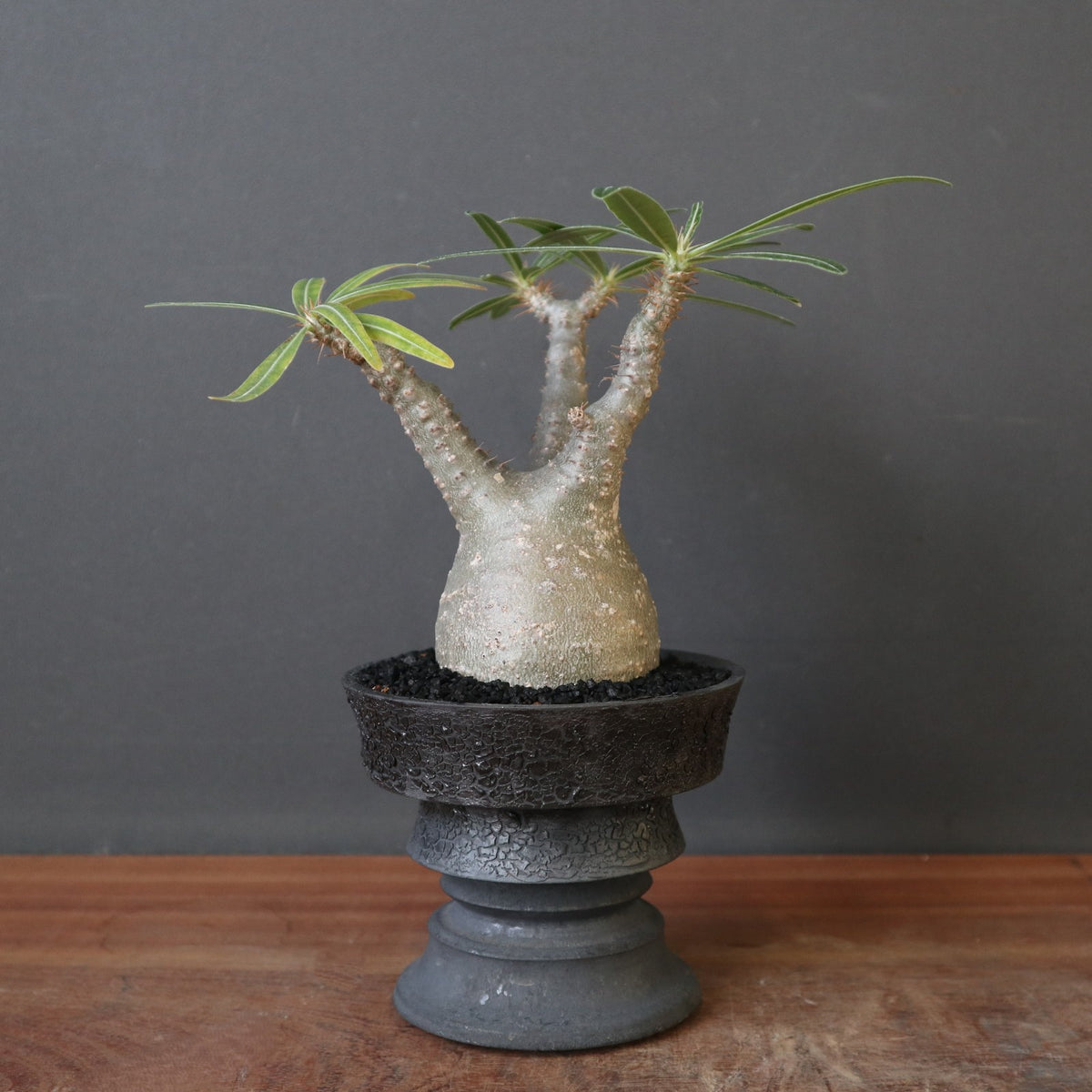 パキポディウム・グラキリス – TaiShoDo ONLINE SHOP