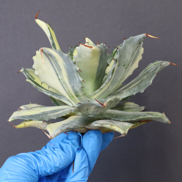 【ベアルート】アガベ 楊貴妃 EC1054