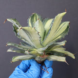 【ベアルート】アガベ 楊貴妃 EC1054