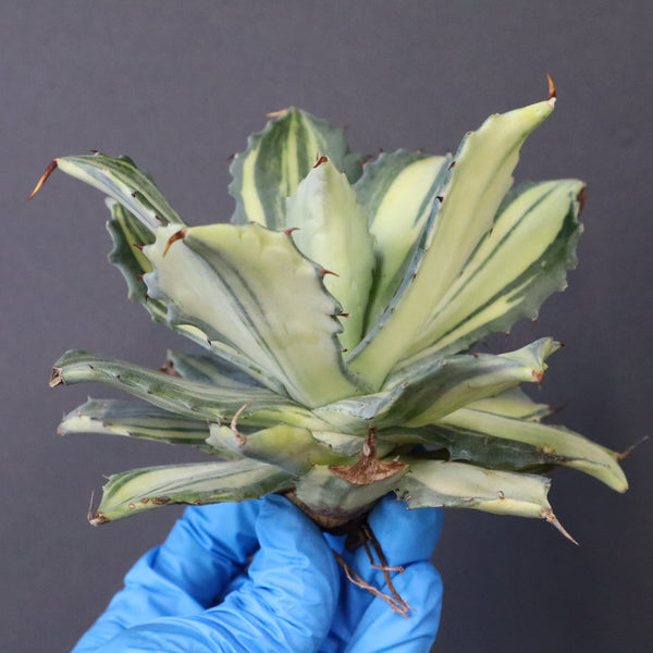 【ベアルート】アガベ 楊貴妃 EC1054