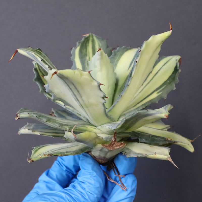 【ベアルート】アガベ 楊貴妃 EC1054