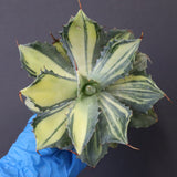 【ベアルート】アガベ 楊貴妃 EC1054