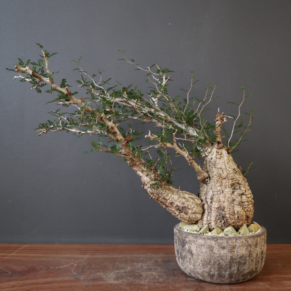 鉢 × 塊根植物 – TaiShoDo ONLINE SHOP