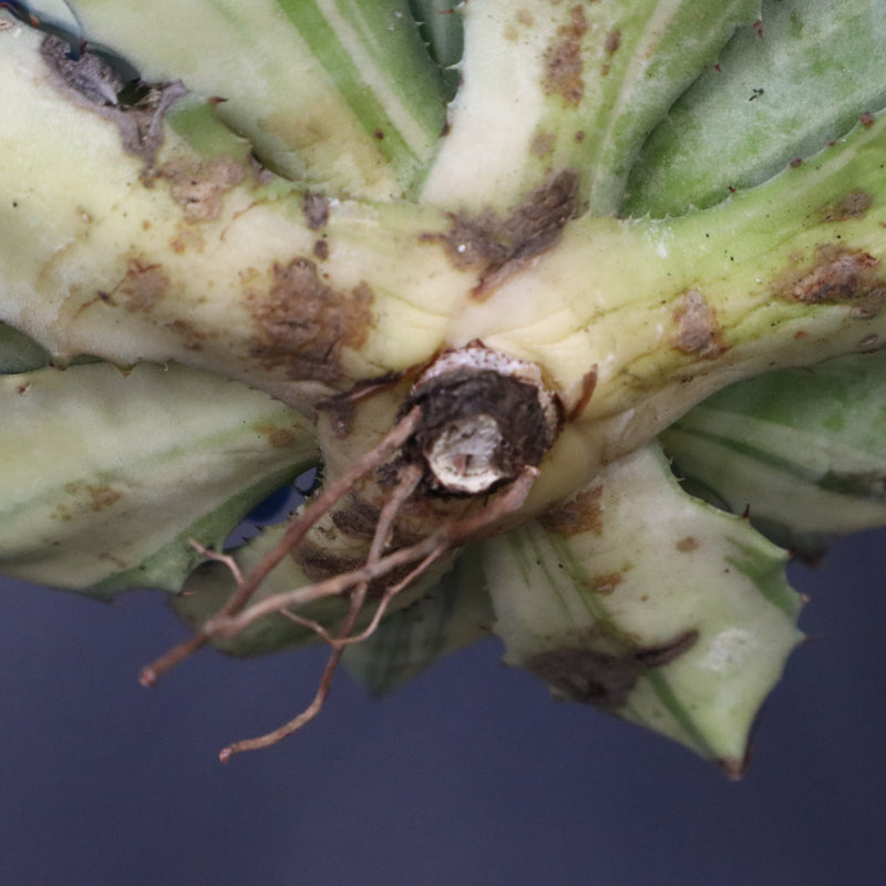 【ベアルート】アガベ 楊貴妃 EC1054