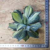 【ベアルート】アガベ 楊貴妃 EC1054