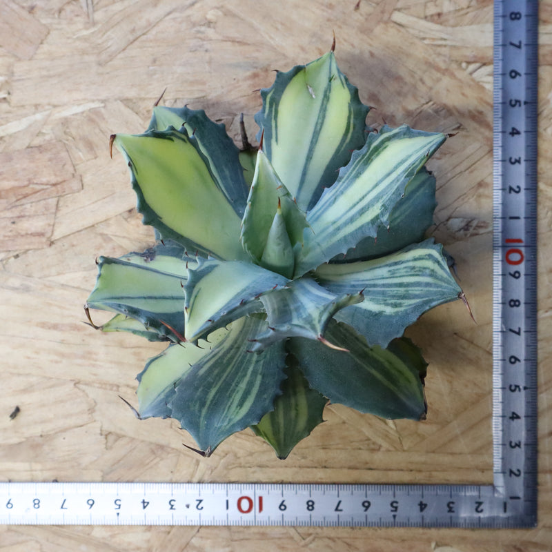 【ベアルート】アガベ 楊貴妃 EC1054