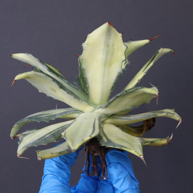 【ベアルート】アガベ 楊貴妃 EC1055