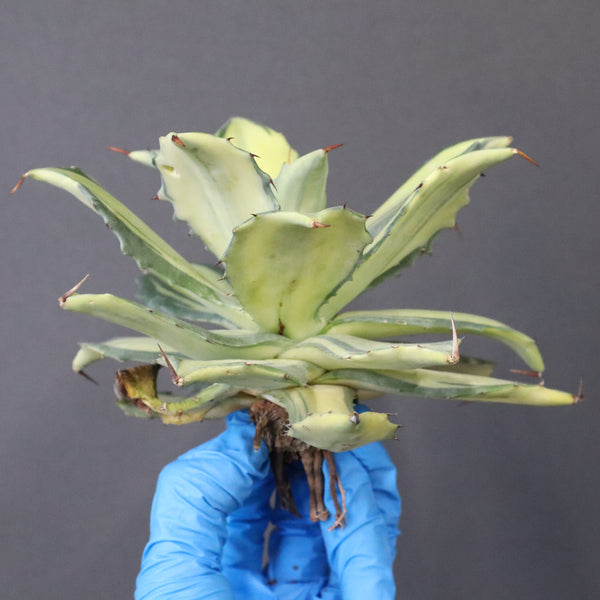 【ベアルート】アガベ 楊貴妃 EC1055