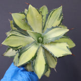 【ベアルート】アガベ 楊貴妃 EC1055