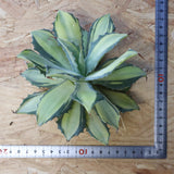 【ベアルート】アガベ 楊貴妃 EC1055