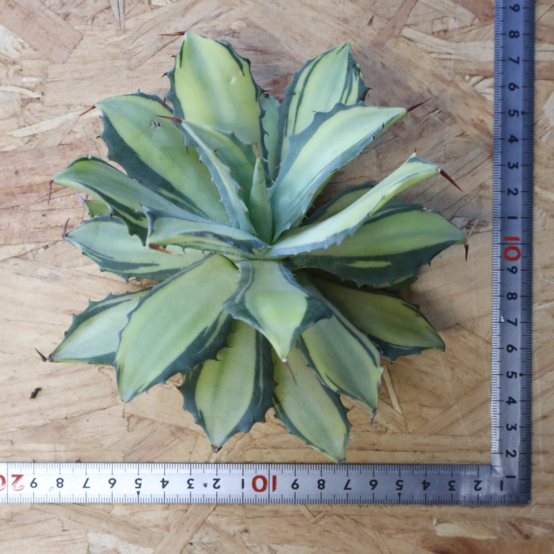 【ベアルート】アガベ 楊貴妃 EC1055