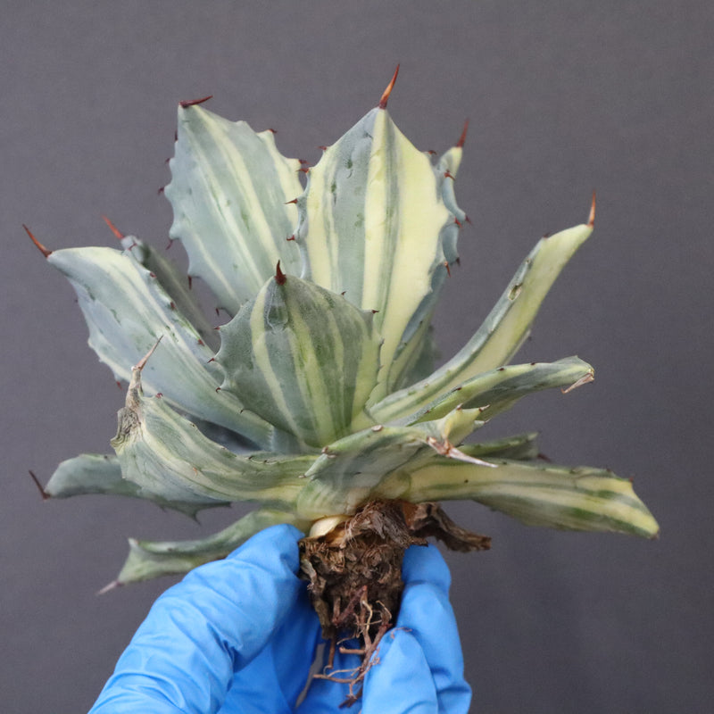 【ベアルート】アガベ 楊貴妃 EC1056