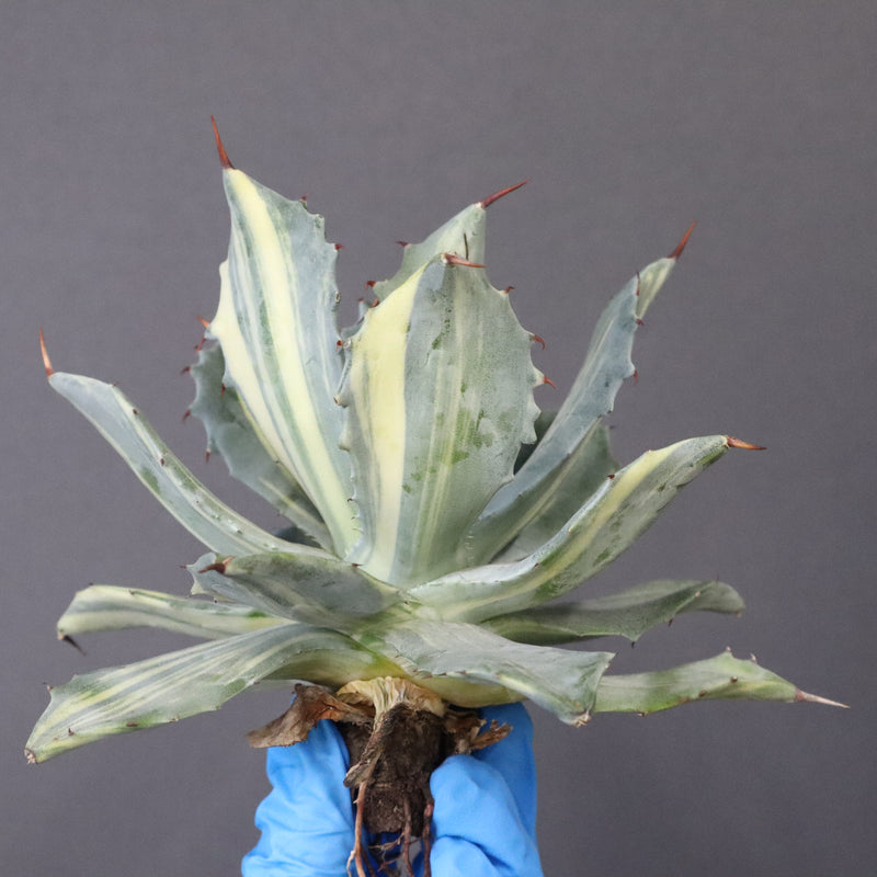 【ベアルート】アガベ 楊貴妃 EC1056