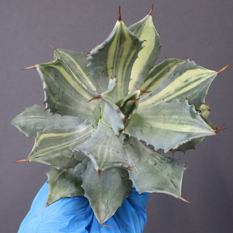 【ベアルート】アガベ 楊貴妃 EC1056