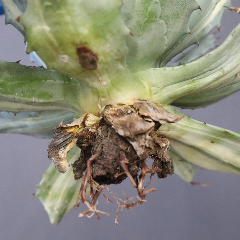 【ベアルート】アガベ 楊貴妃 EC1056