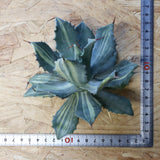 【ベアルート】アガベ 楊貴妃 EC1056