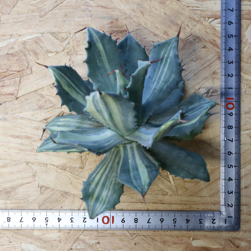 【ベアルート】アガベ 楊貴妃 EC1056