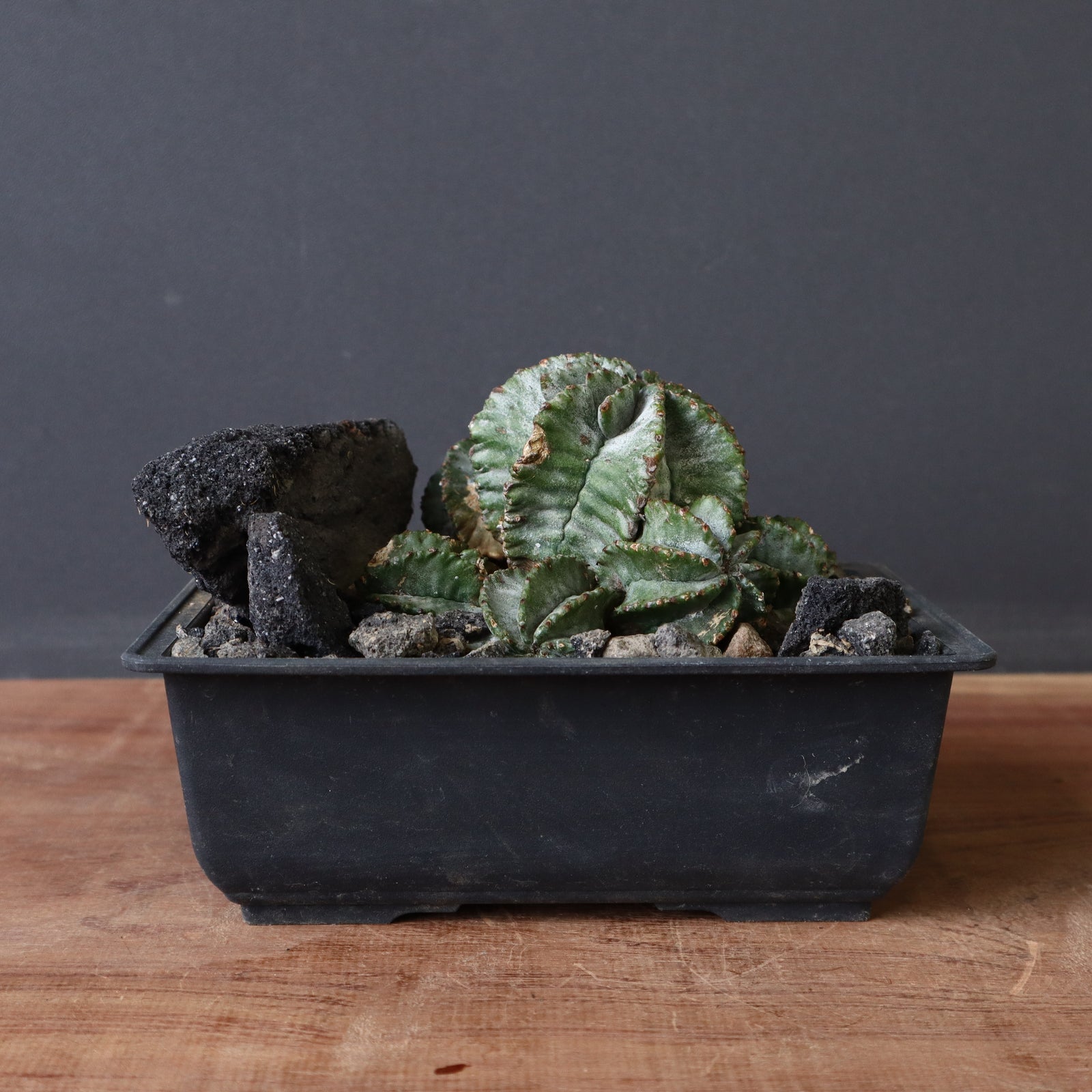 IMG_6940_horida1_1600x.jpg?v=