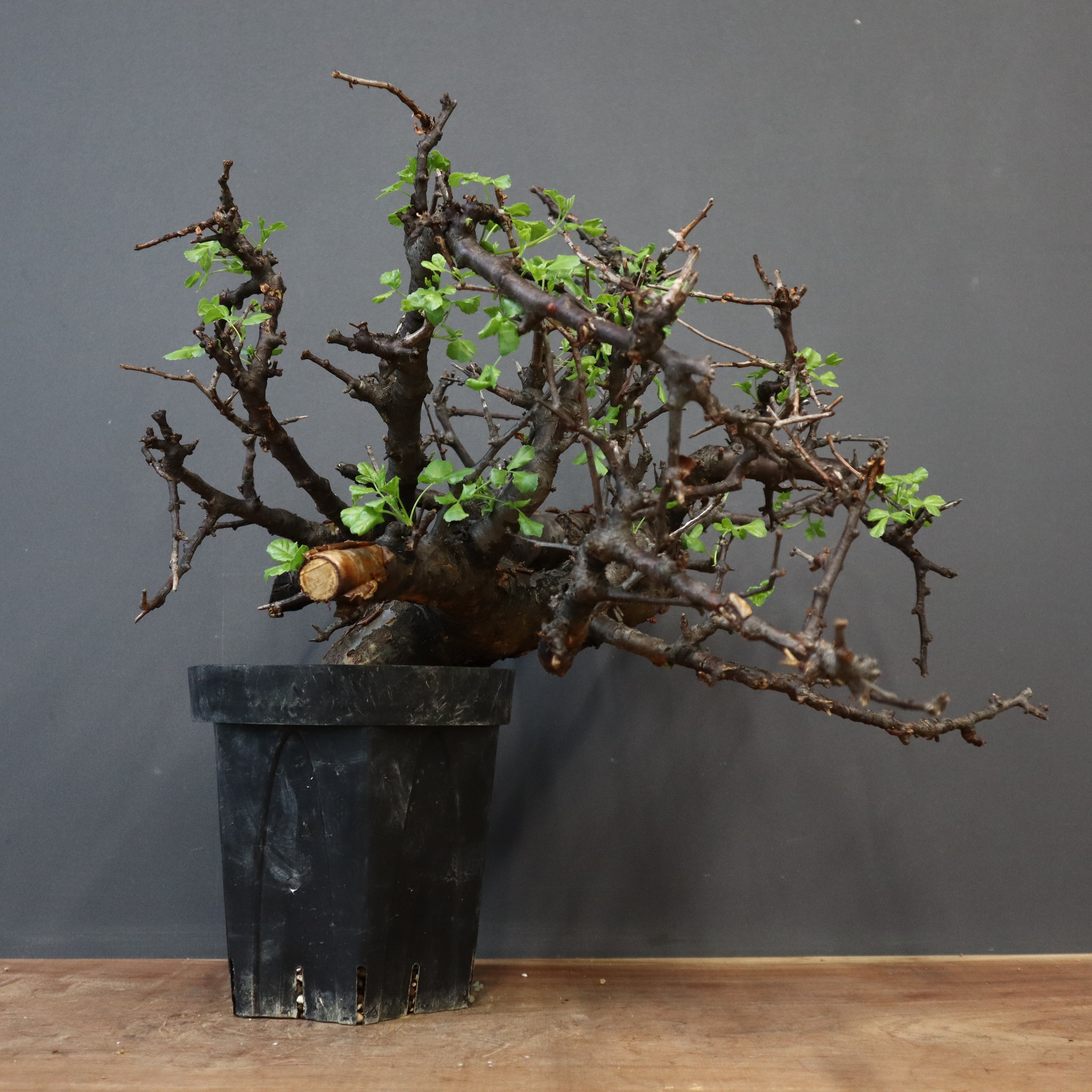 【にゃーは】コミフォラ ボラネンシス Commiphora boranensis コミフォラ ボラネンシス | Wild Fauna