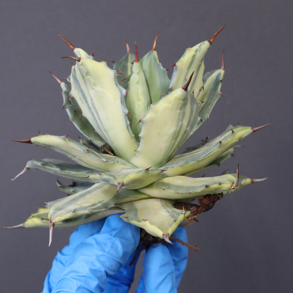 【ベアルート】アガベ 楊貴妃 EC1052