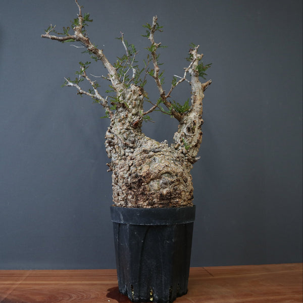 TaiShoDo ONLINE SHOP 塊根植物 多肉植物通販