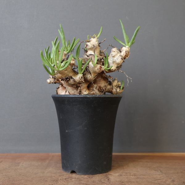 塊根植物 – 20ページ目 – TaiShoDo ONLINE SHOP