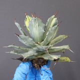 【ベアルート】アガベ 楊貴妃 EC1052