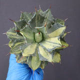 【ベアルート】アガベ 楊貴妃 EC1052