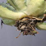 【ベアルート】アガベ 楊貴妃 EC1052