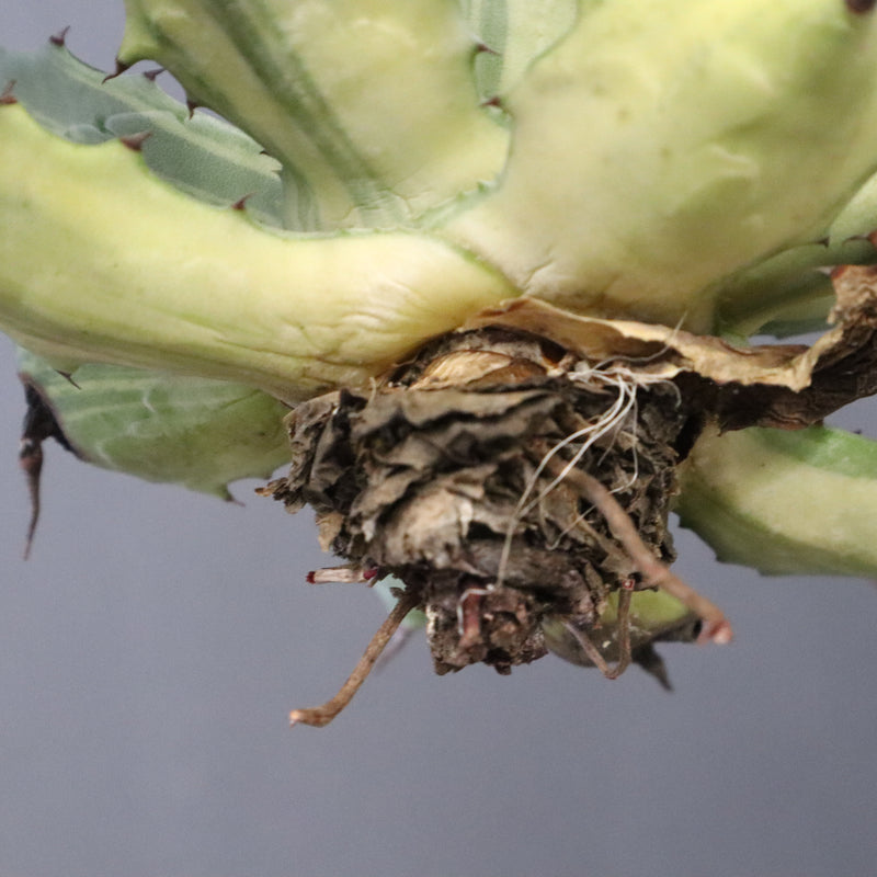 【ベアルート】アガベ 楊貴妃 EC1052