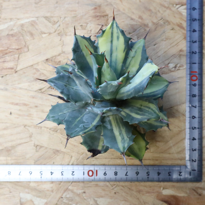 【ベアルート】アガベ 楊貴妃 EC1052