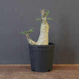 D.ラブラニー 42