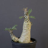 D.ラブラニー 42