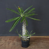 P.グラキリス（実生）328