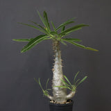 P.グラキリス（実生）328