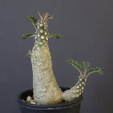 D.ラブラニー 42