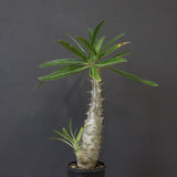 P.グラキリス（実生）328