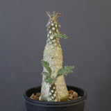 D.ラブラニー 42