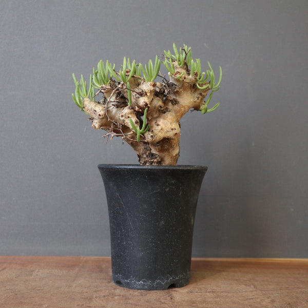 塊根植物 – 18ページ目 – TaiShoDo ONLINE SHOP