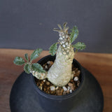 D.ラブラニー 42