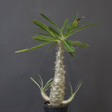 P.グラキリス（実生）328