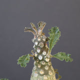 D.ラブラニー 42